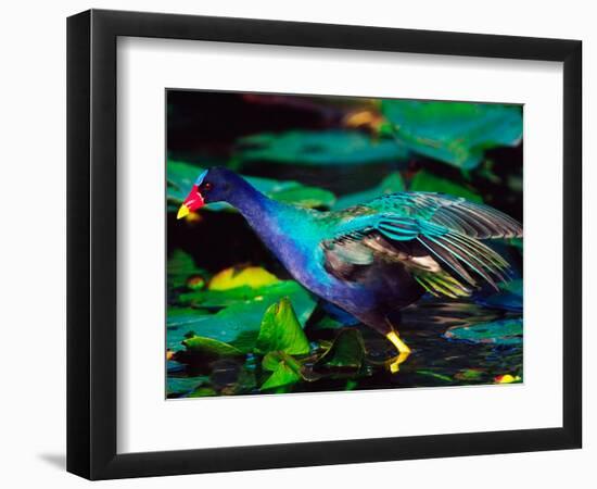 Purple Gallinule Foraging, Everglades National Park, Florida, USA-Charles Sleicher-Framed Photographic Print