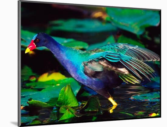 Purple Gallinule Foraging, Everglades National Park, Florida, USA-Charles Sleicher-Mounted Photographic Print