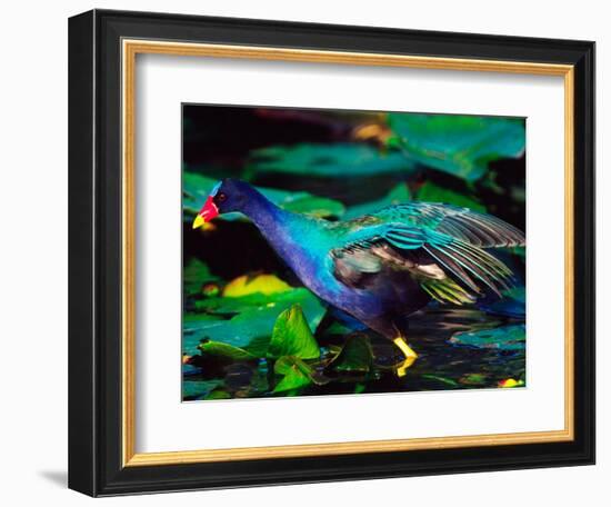 Purple Gallinule Foraging, Everglades National Park, Florida, USA-Charles Sleicher-Framed Photographic Print