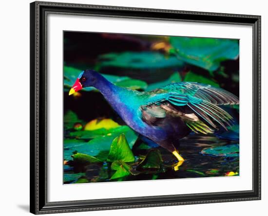 Purple Gallinule Foraging, Everglades National Park, Florida, USA-Charles Sleicher-Framed Photographic Print