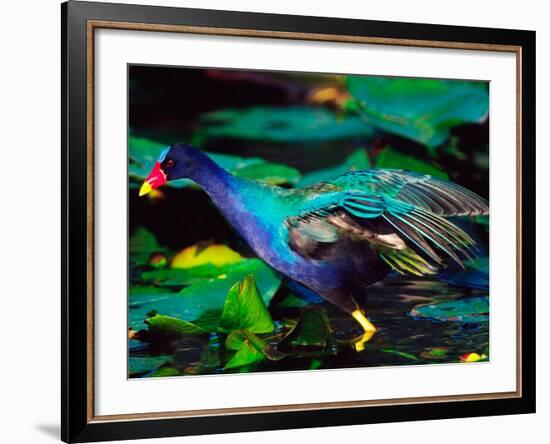 Purple Gallinule Foraging, Everglades National Park, Florida, USA-Charles Sleicher-Framed Photographic Print