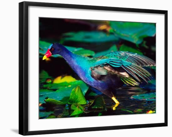 Purple Gallinule Foraging, Everglades National Park, Florida, USA-Charles Sleicher-Framed Photographic Print