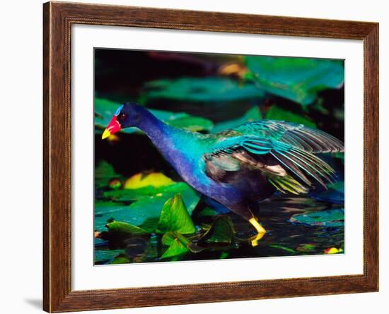 Purple Gallinule Foraging, Everglades National Park, Florida, USA-Charles Sleicher-Framed Photographic Print