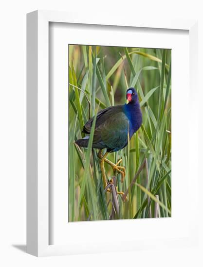 Purple Gallinule (Porphyrio martinica) perched in cattails-Larry Ditto-Framed Photographic Print