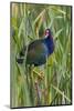 Purple Gallinule (Porphyrio martinica) perched in cattails-Larry Ditto-Mounted Photographic Print