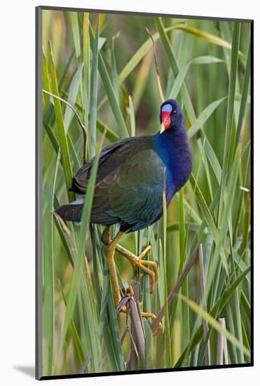 Purple Gallinule (Porphyrio martinica) perched in cattails-Larry Ditto-Mounted Photographic Print