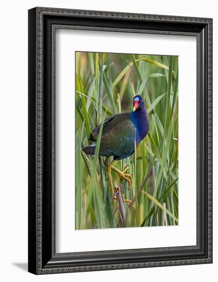 Purple Gallinule (Porphyrio martinica) perched in cattails-Larry Ditto-Framed Photographic Print