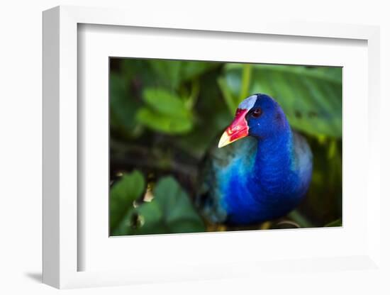 Purple Gallinule (Porphyrio Martinicus), a type of Swamphen at Boca Tapada, Costa Rica-Matthew Williams-Ellis-Framed Photographic Print