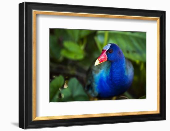 Purple Gallinule (Porphyrio Martinicus), a type of Swamphen at Boca Tapada, Costa Rica-Matthew Williams-Ellis-Framed Photographic Print