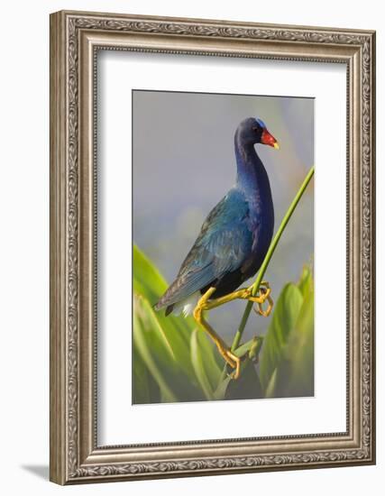 Purple Gallinule (Porphyrula Martinica) Adult. Wakodahatchee Wetlands, Florida, USA, May-Melvin Grey-Framed Photographic Print