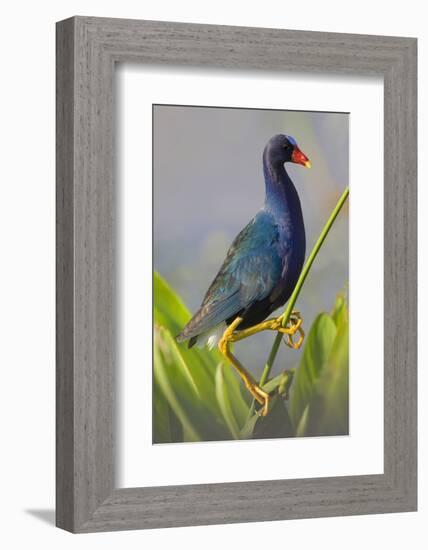 Purple Gallinule (Porphyrula Martinica) Adult. Wakodahatchee Wetlands, Florida, USA, May-Melvin Grey-Framed Photographic Print