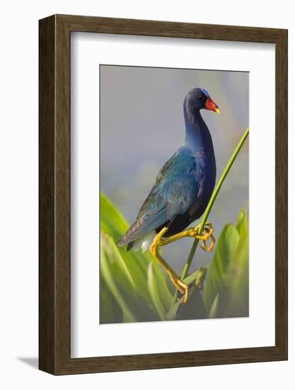 Purple Gallinule (Porphyrula Martinica) Adult. Wakodahatchee Wetlands, Florida, USA, May-Melvin Grey-Framed Photographic Print