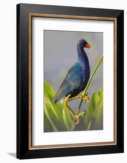 Purple Gallinule (Porphyrula Martinica) Adult. Wakodahatchee Wetlands, Florida, USA, May-Melvin Grey-Framed Photographic Print