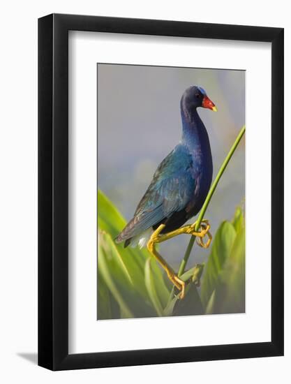 Purple Gallinule (Porphyrula Martinica) Adult. Wakodahatchee Wetlands, Florida, USA, May-Melvin Grey-Framed Photographic Print