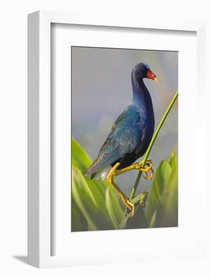 Purple Gallinule (Porphyrula Martinica) Adult. Wakodahatchee Wetlands, Florida, USA, May-Melvin Grey-Framed Photographic Print