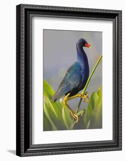 Purple Gallinule (Porphyrula Martinica) Adult. Wakodahatchee Wetlands, Florida, USA, May-Melvin Grey-Framed Photographic Print