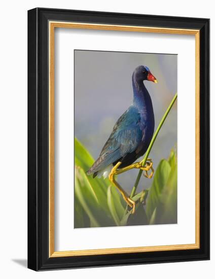 Purple Gallinule (Porphyrula Martinica) Adult. Wakodahatchee Wetlands, Florida, USA, May-Melvin Grey-Framed Photographic Print