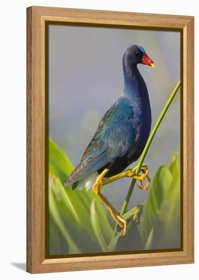 Purple Gallinule (Porphyrula Martinica) Adult. Wakodahatchee Wetlands, Florida, USA, May-Melvin Grey-Framed Premier Image Canvas