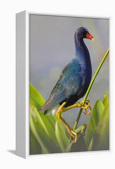 Purple Gallinule (Porphyrula Martinica) Adult. Wakodahatchee Wetlands, Florida, USA, May-Melvin Grey-Framed Premier Image Canvas