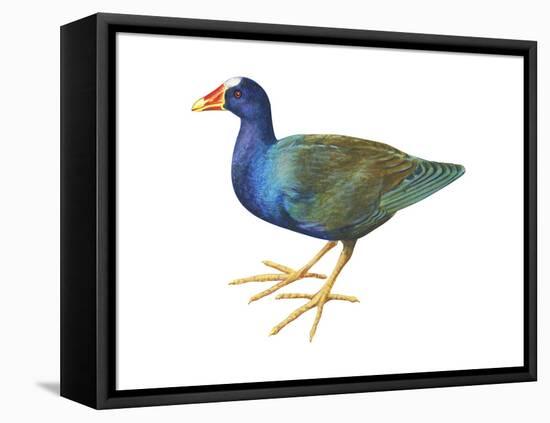 Purple Gallinule (Porphyrula Martinica), Birds-Encyclopaedia Britannica-Framed Stretched Canvas