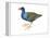 Purple Gallinule (Porphyrula Martinica), Birds-Encyclopaedia Britannica-Framed Stretched Canvas