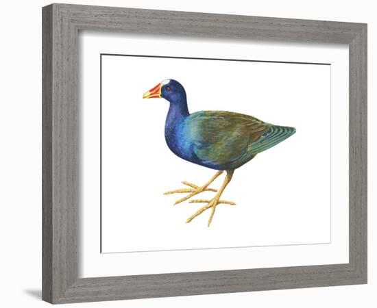 Purple Gallinule (Porphyrula Martinica), Birds-Encyclopaedia Britannica-Framed Art Print