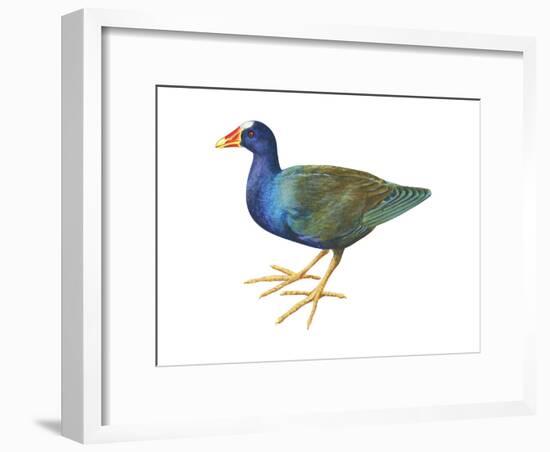 Purple Gallinule (Porphyrula Martinica), Birds-Encyclopaedia Britannica-Framed Art Print