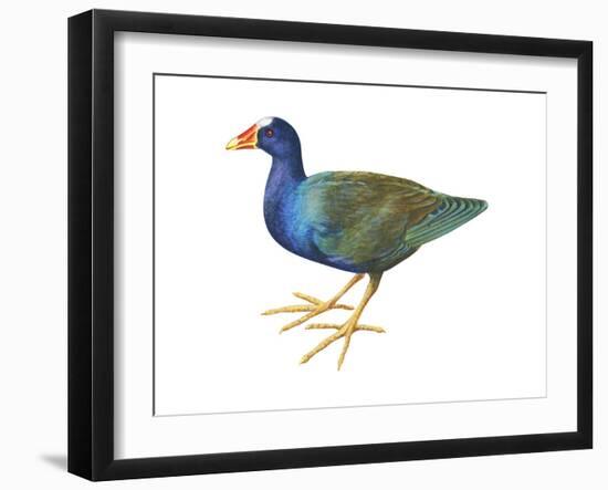 Purple Gallinule (Porphyrula Martinica), Birds-Encyclopaedia Britannica-Framed Art Print