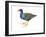 Purple Gallinule (Porphyrula Martinica), Birds-Encyclopaedia Britannica-Framed Art Print