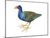 Purple Gallinule (Porphyrula Martinica), Birds-Encyclopaedia Britannica-Mounted Art Print