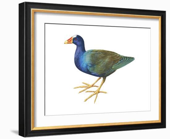 Purple Gallinule (Porphyrula Martinica), Birds-Encyclopaedia Britannica-Framed Art Print