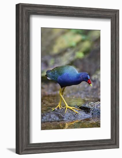 Purple gallinule (Porphyrula martinica) foraging.-Larry Ditto-Framed Photographic Print