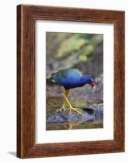 Purple gallinule (Porphyrula martinica) foraging.-Larry Ditto-Framed Photographic Print