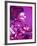 Purple Geisha-Abstract Graffiti-Framed Giclee Print