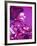 Purple Geisha-Abstract Graffiti-Framed Giclee Print