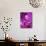 Purple Geisha-Abstract Graffiti-Mounted Giclee Print displayed on a wall