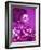 Purple Geisha-Abstract Graffiti-Framed Giclee Print