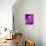 Purple Geisha-Abstract Graffiti-Giclee Print displayed on a wall