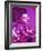 Purple Geisha-Abstract Graffiti-Framed Giclee Print