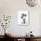 Purple Gentian Hope-Albert Koetsier-Premium Giclee Print displayed on a wall