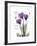 Purple Gentian Hope-Albert Koetsier-Framed Premium Giclee Print