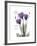 Purple Gentian Hope-Albert Koetsier-Framed Premium Giclee Print