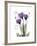 Purple Gentian Hope-Albert Koetsier-Framed Premium Giclee Print