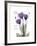 Purple Gentian Hope-Albert Koetsier-Framed Premium Giclee Print