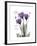 Purple Gentian Hope-Albert Koetsier-Framed Premium Giclee Print