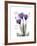 Purple Gentian Hope-Albert Koetsier-Framed Premium Giclee Print