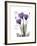 Purple Gentian Hope-Albert Koetsier-Framed Premium Giclee Print