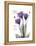 Purple Gentian Hope-Albert Koetsier-Framed Stretched Canvas