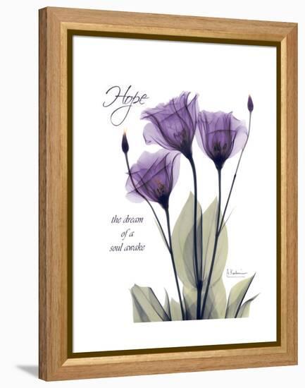 Purple Gentian Hope-Albert Koetsier-Framed Stretched Canvas