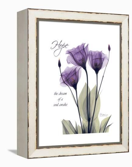 Purple Gentian Hope-Albert Koetsier-Framed Stretched Canvas